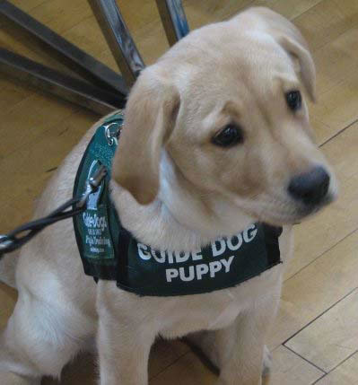 Yellow lab with Guide Dog Puppy vest.